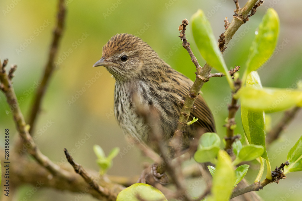 Fernbird Endemic Bush Bird of New Zealand Fernbird Endemic Bush Bird of New Zealand