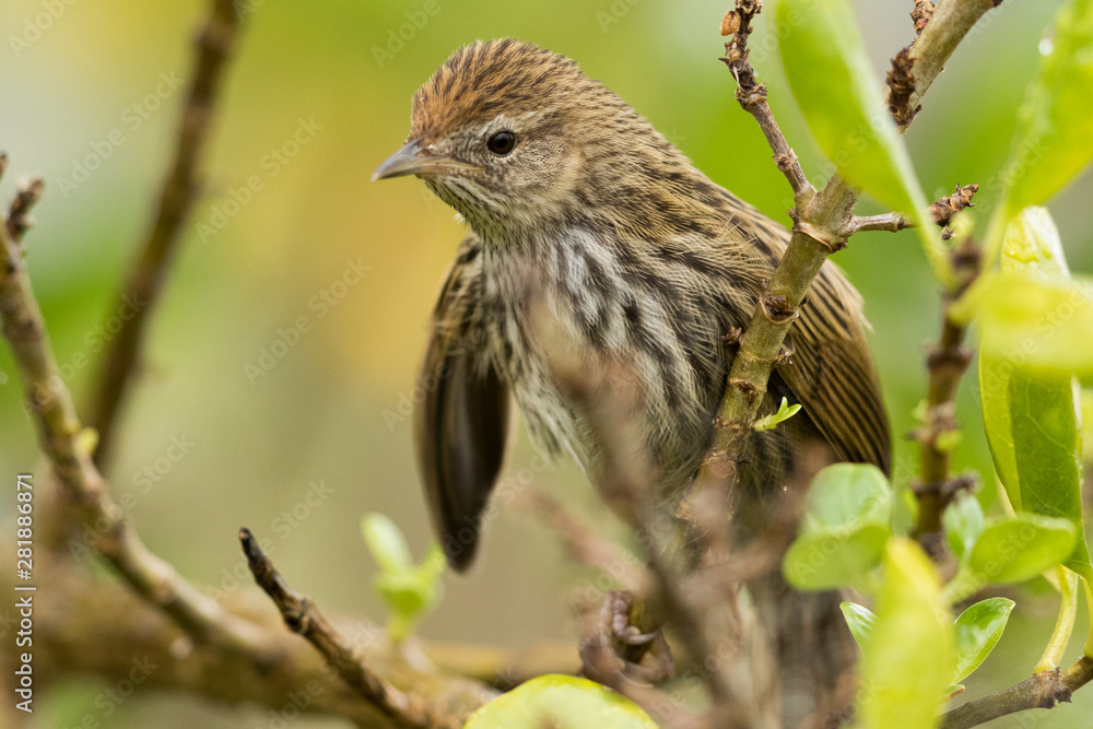 Fernbird Endemic Bush Bird of New Zealand Fernbird Endemic Bush Bird of New Zealand