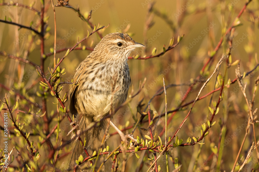 Fernbird Endemic Bush Bird of New Zealand Fernbird Endemic Bush Bird of New Zealand