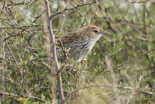 Fernbird Endemic Bush Bird of New Zealand