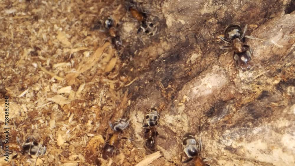 A colony of ants on a rotten stump. Super macro – 60fps
