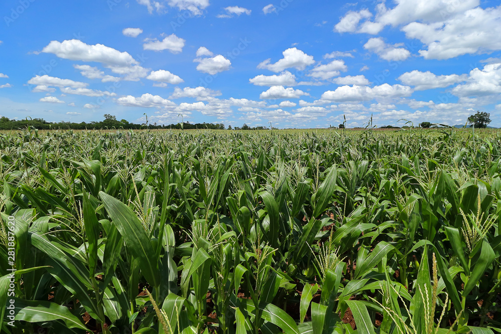 Corn field and beautiful clouds sky background.