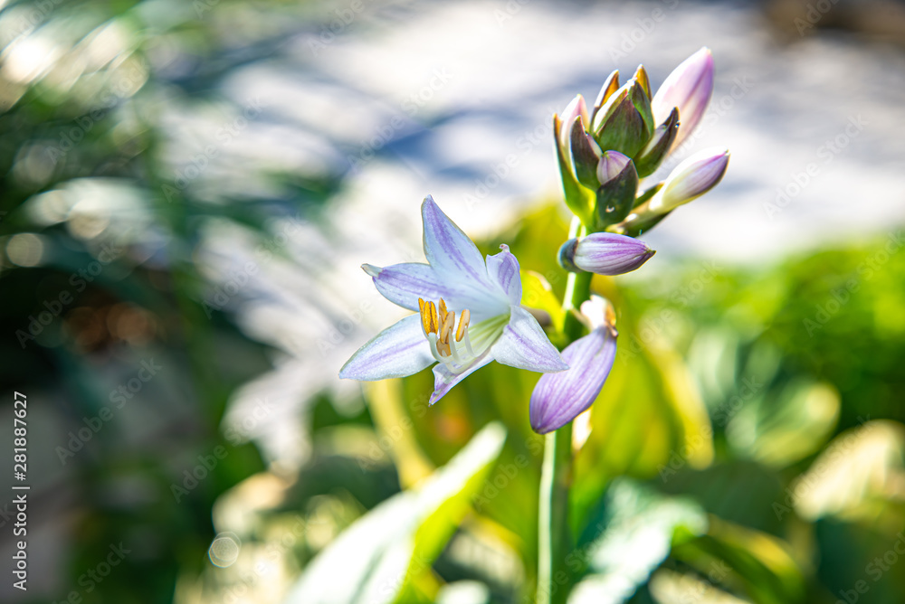 Obraz premium 夏の薄紫の花