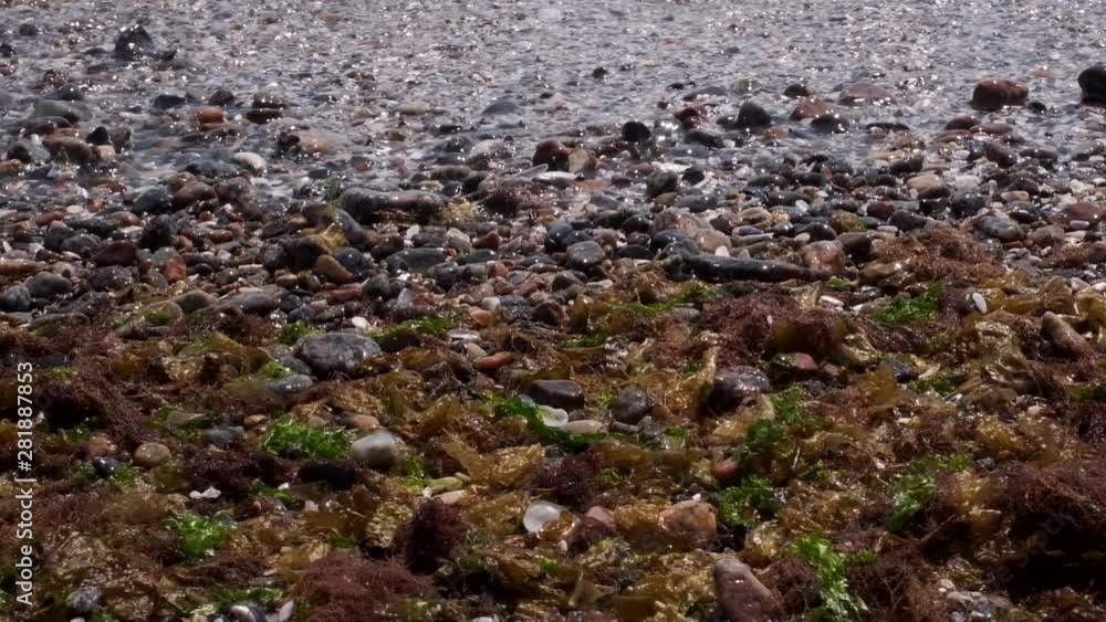Remains of seaweed on a pebble beach with the sea and waves in the background. Close-up, Full HD - 60fps Remains of seaweed on a pebble beach with the sea and waves in the background. Close-up, Full HD - 60fps