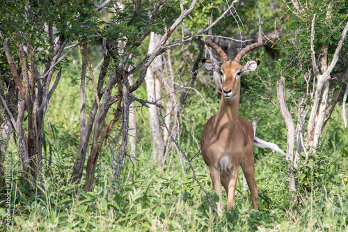 Canvas Print Gazelle in the forest