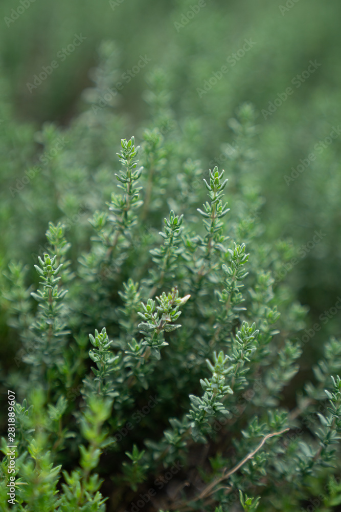 Close up thyme leaf in vertical aspect with blurred background / fresh concept /ingredient background / abstract concept Close up thyme leaf in vertical aspect with blurred background / fresh concept /ingredient background / abstract concept