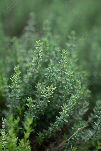Close up thyme leaf in vertical aspect with blurred background / fresh concept /ingredient background / abstract concept