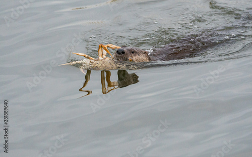 river otter © Jillian