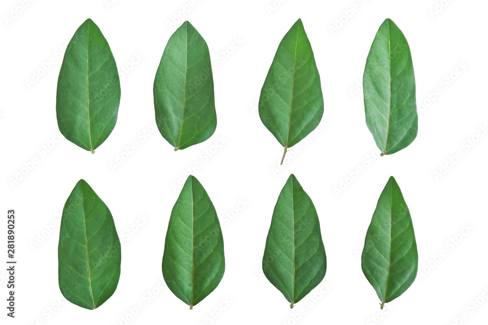 Set of green leaf isolated on white background, Object with clipping path. Set of green leaf isolated on white background, Object with clipping path.