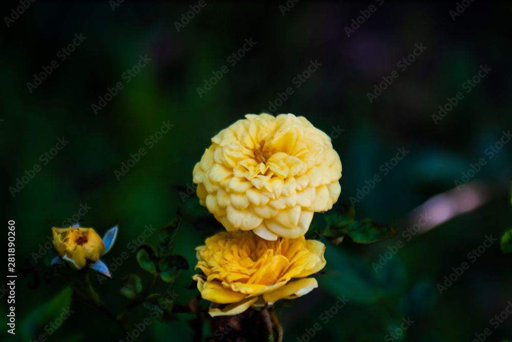 Mini flor amarilla Mini flor amarilla