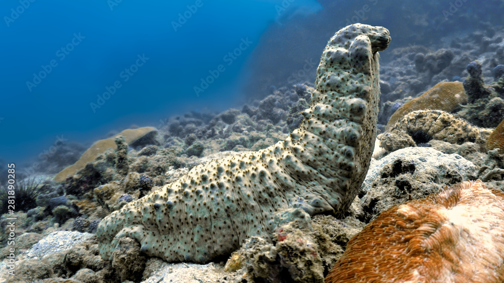 Underwaterphoto of giant Sea cucumber Underwaterphoto of giant Sea cucumber