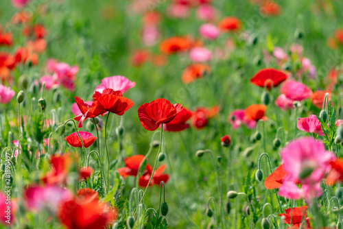 Red and pink flower of corn poppy, Papaver rhoeas © pikumin