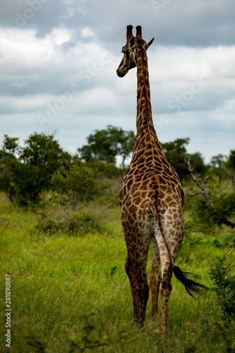 Giraffe in the wild