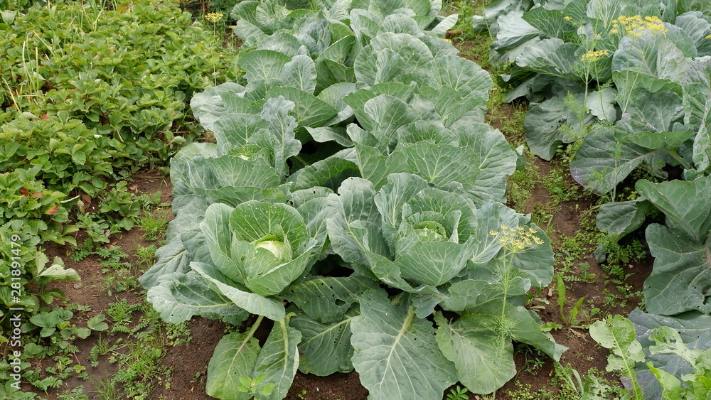 lettuce in the garden lettuce in the garden