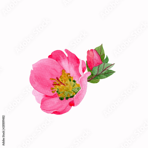 pink flower in vase isolated on white