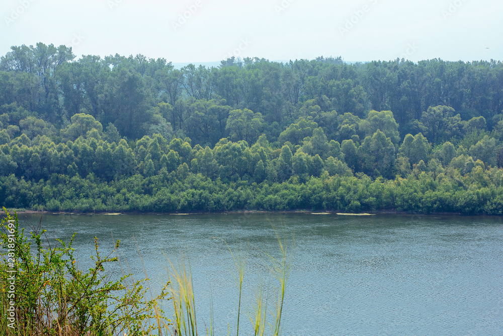 Mountain green forest and river in summer