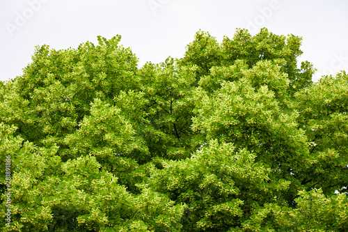 Background with green branches of linden