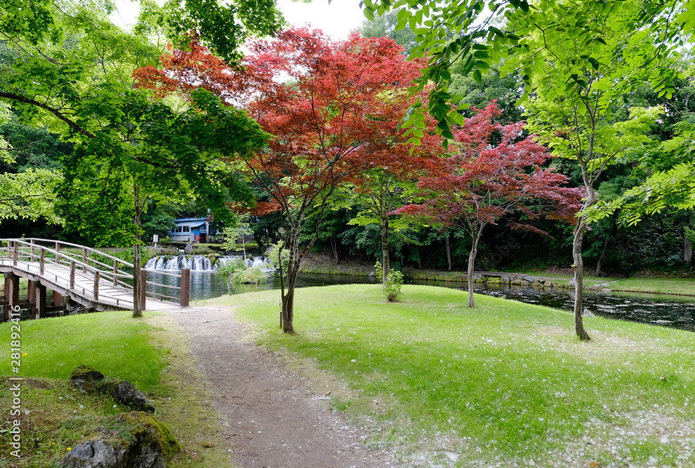 red tree natural garden at Meisui no Sato Kyogoku , Hokkaido, Japan