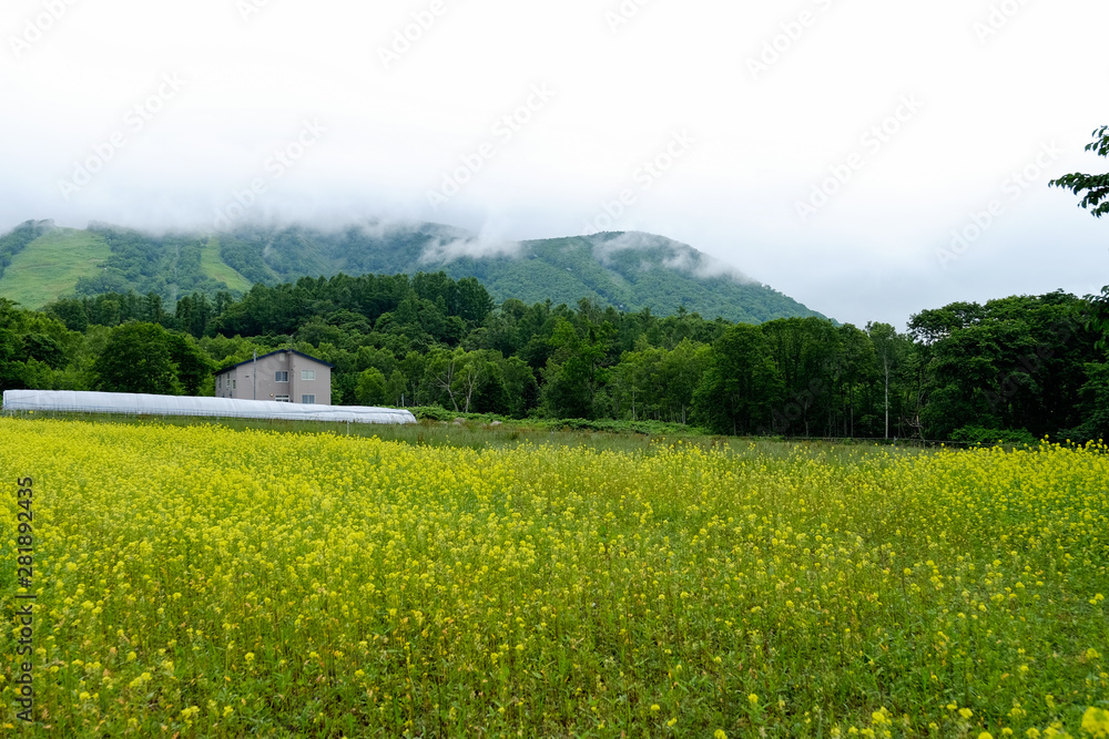 Home in front green mountain range background ,yellow flower field foreground in sunny day ,Japan 