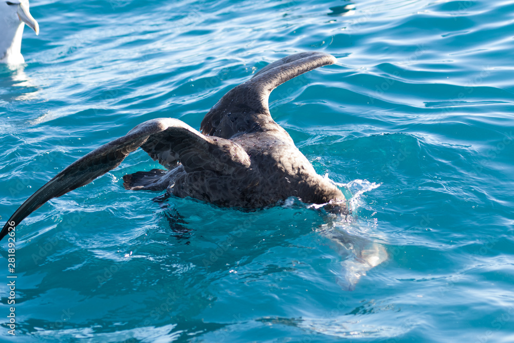 Northern Giant Petrel in Australasia