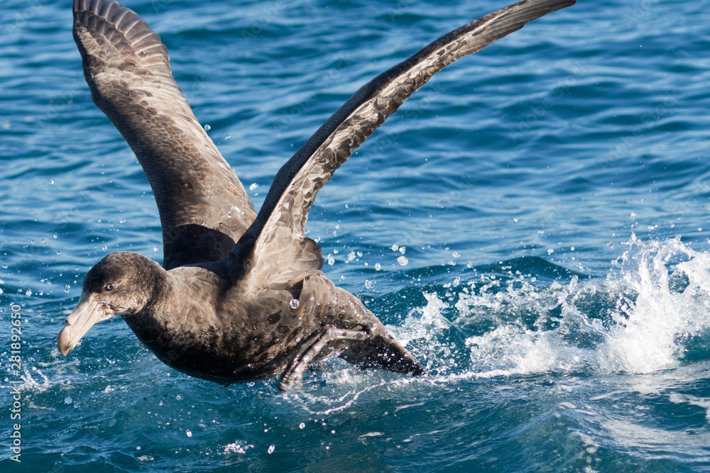 Fototapeta premium Northern Giant Petrel in Australasia