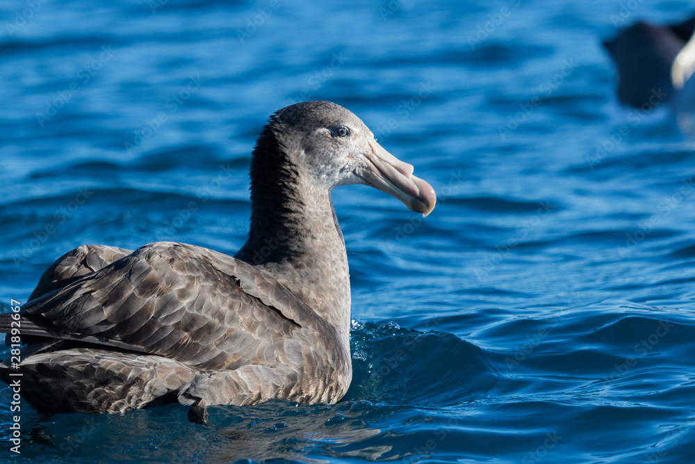 Northern Giant Petrel in Australasia