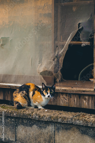 Photography I can see the life of Japanese wild cats