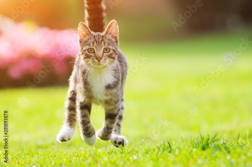 Gray cat run grass on sunset. Spring background. Green field background. Beautiful nature. Funny cat. Green, red, white. Pet, animal. Domestic animal