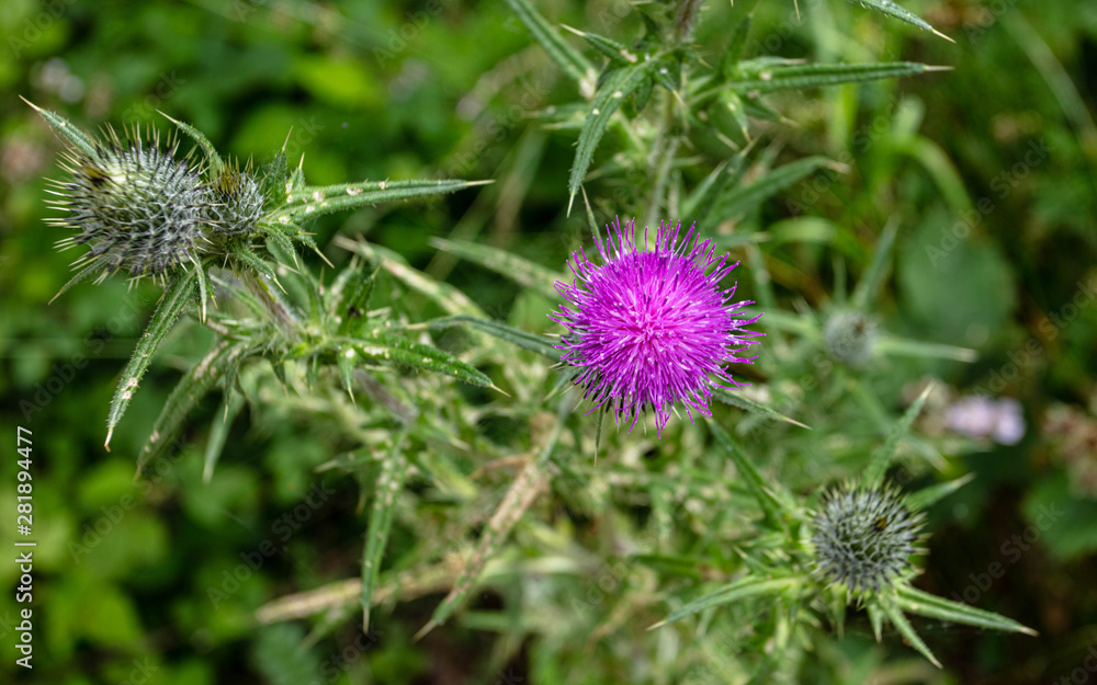 A Thistle in a Wild Flower Meadow A Thistle in a Wild Flower Meadow