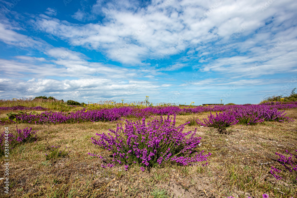 Naklejka premium The Purple Heather on Dunwich Heath Suffolk UK