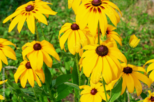 Bright yellow flowers in a sunny garden