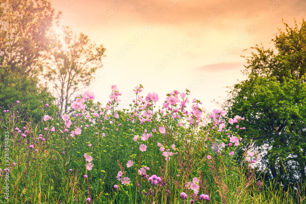 Fototapeta premium Spring blooming Starburst flowers fields over colourful sky