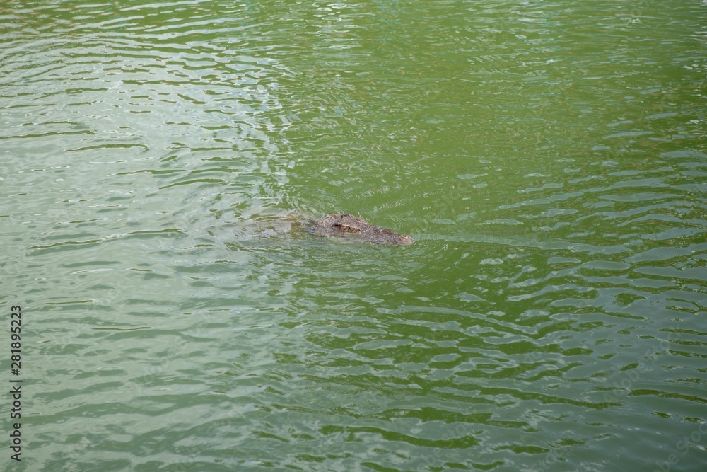 Crocodiles that live in fresh water in Thailand Crocodiles that live in fresh water in Thailand
