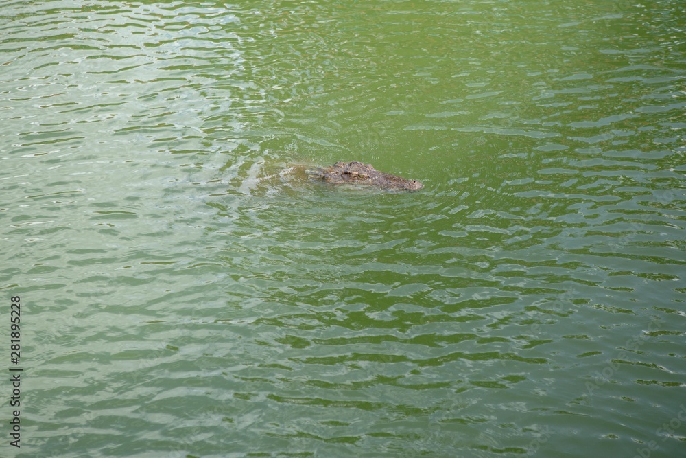 Obraz premium Crocodiles that live in fresh water in Thailand