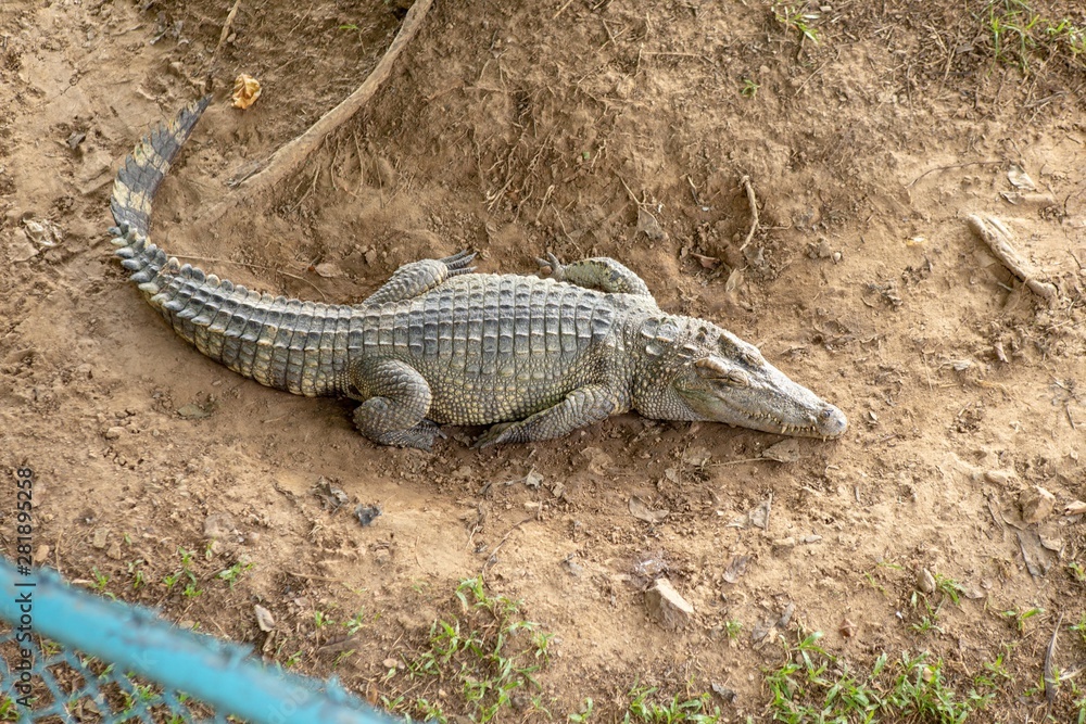 Fototapeta premium Crocodiles that live in fresh water in Thailand