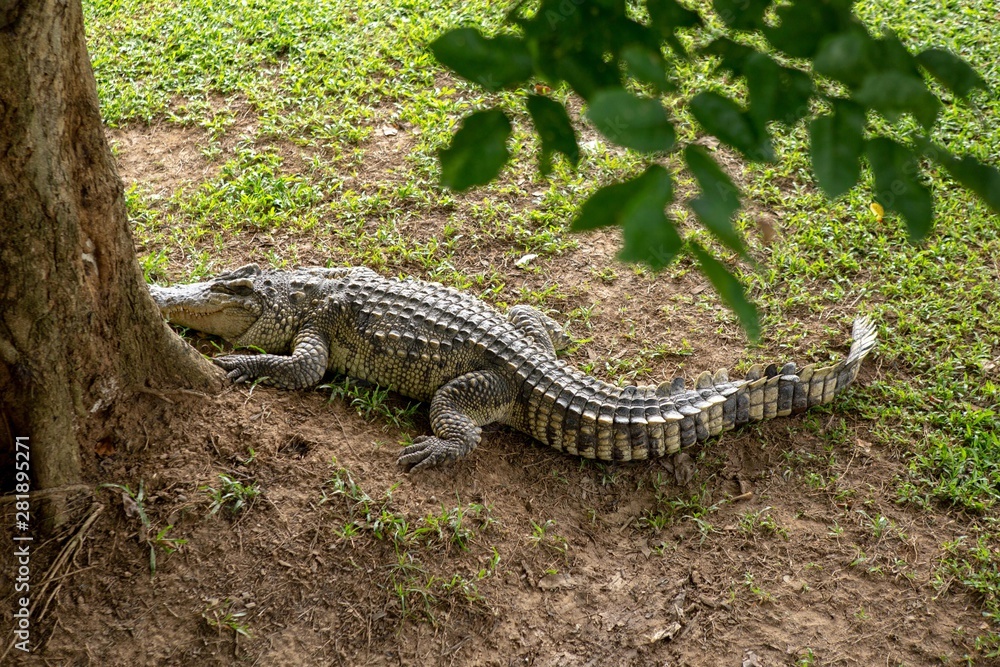 Crocodiles that live in fresh water in Thailand Crocodiles that live in fresh water in Thailand