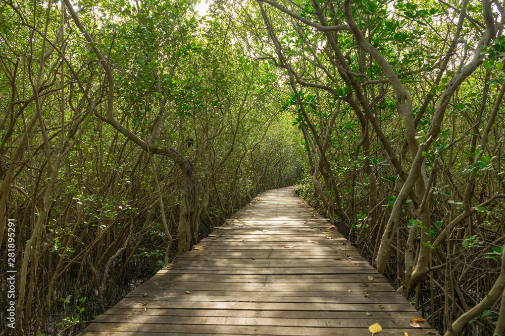 Wood passage way into mangrove forest Wood passage way into mangrove forest