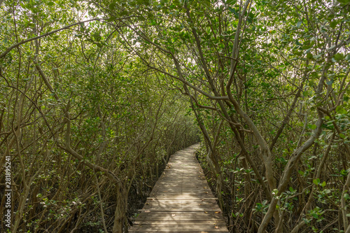 Wood passage way into mangrove forest