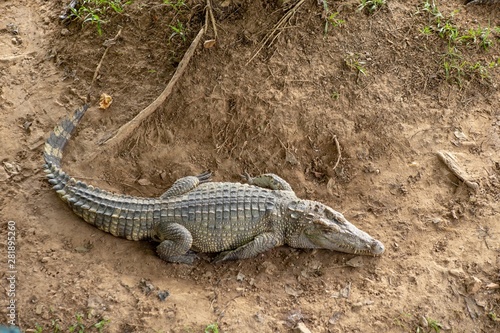 Crocodiles that live in fresh water in Thailand