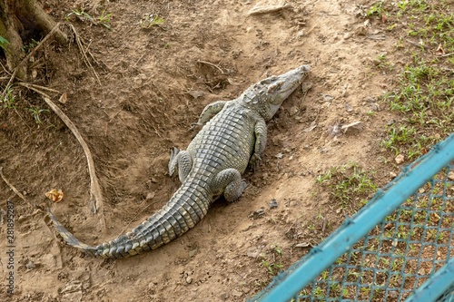 Crocodiles that live in fresh water in Thailand