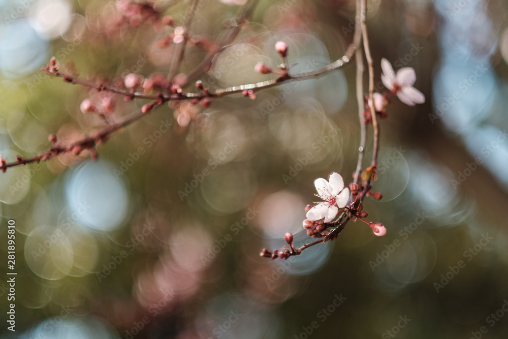 sun glowing through cherry trees and flowers blooming sun glowing through cherry trees and flowers blooming
