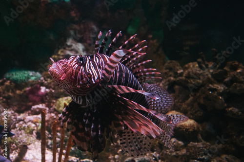 lion fish in the coral reef © Matheus Tannús