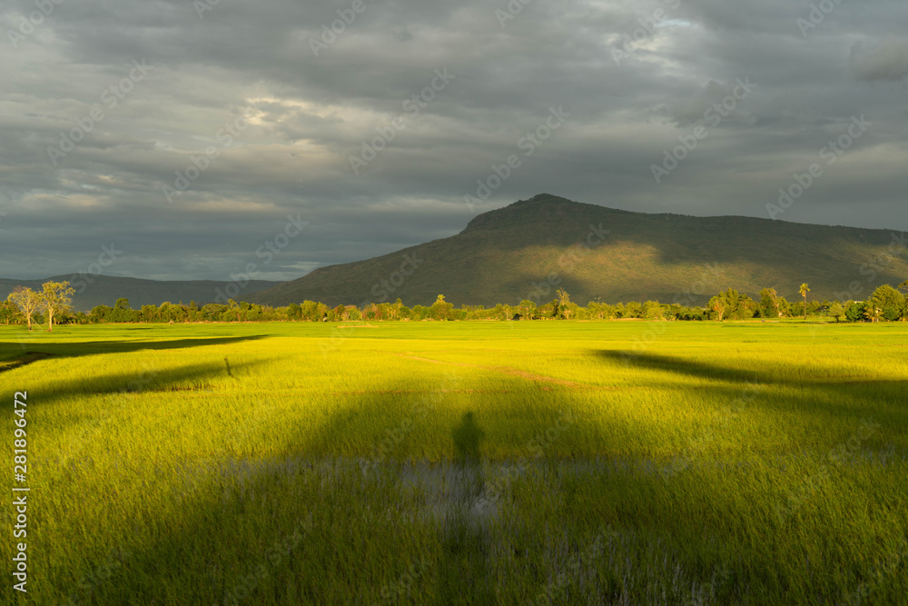 Fototapeta premium Agricultural landscape with green fields on hills and sun