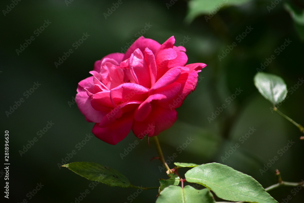 Pink rose decorate in the wild very beautiful in nature and fresh eyes.