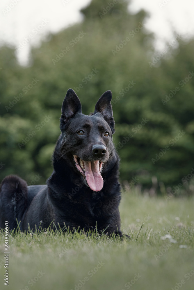 Close-up with the black Belgian Shepherd dog sitting in a natural park.