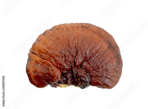 lingzhi mushroom on white background