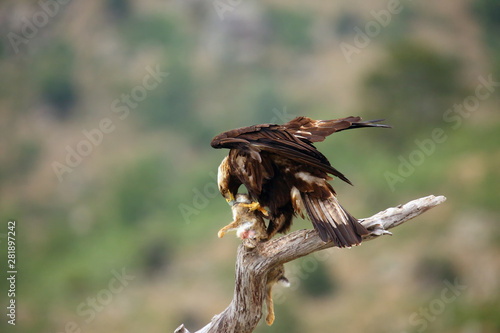 Spanish imperial eagle (Aquila adalberti), also known as the Iberian imperial eagle, Spanish or Adalbert's eagle sitting on the branch with prey. Imperial eagle with rabitt.