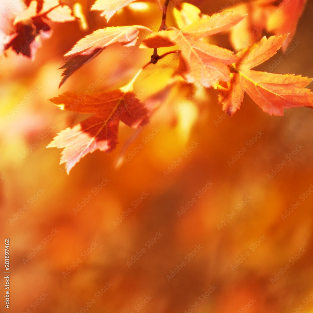 Autumn leaves on the sun. Fall blurred background. - Image Autumn leaves on the sun. Fall blurred background. - Image