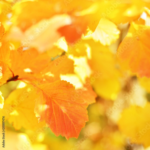 Bright autumn leaves in the natural environment. - Image