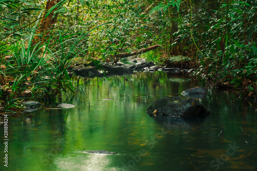 The beauty and freshness of the calm streams in the morning forest of Thailand, Phang Nga, Koh yao yai